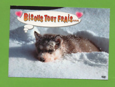 Cucciolo Malamute ( Ref. H1887 )