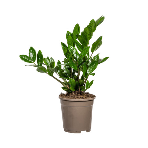 Piuma portafortuna zamioculcas - piuma,