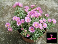 Oscularia deltoides vaso ø - oscularia,