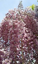 Wisteria floribunda 'Rosea' -