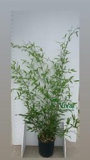 Piante di bambu - di, bambu'
