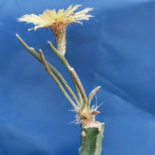 Astrophytum caput medusae - astrophytum, caput-medusae