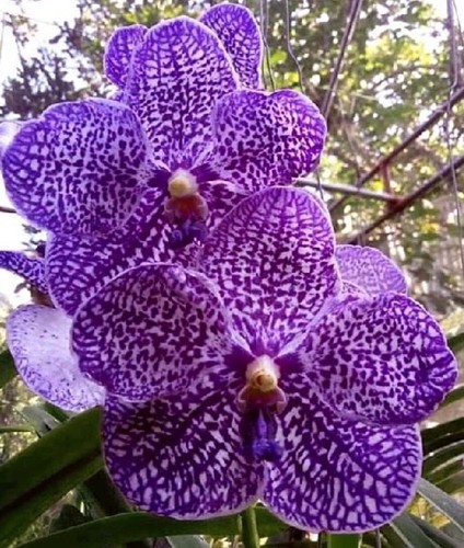 Vanda ibrido