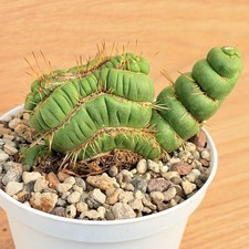 Eulychnia castanea f. spiralis ,  pot 10 cm  ITALYCACTUS
