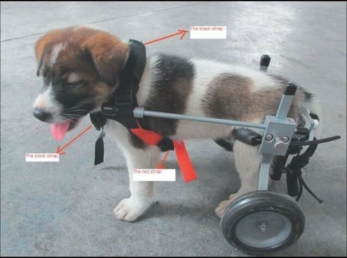 Carrellino ortopedico per - , cane