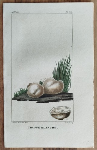 Tartufo stampa botanica - stampa,