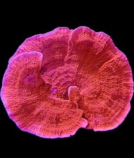 Orange Montipora – Premium