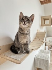 Ponte per gatti, scala per