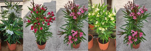 Pianta oleandro vaso cm 26 - ,