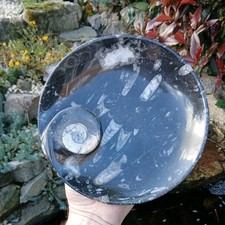 Polished Marble Goniatite