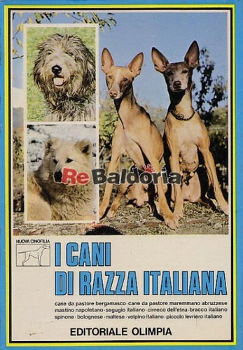 Cani razza italiana - cani, di