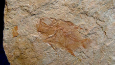 PESCE FOSSILE  LISSOBERYX DAYI
