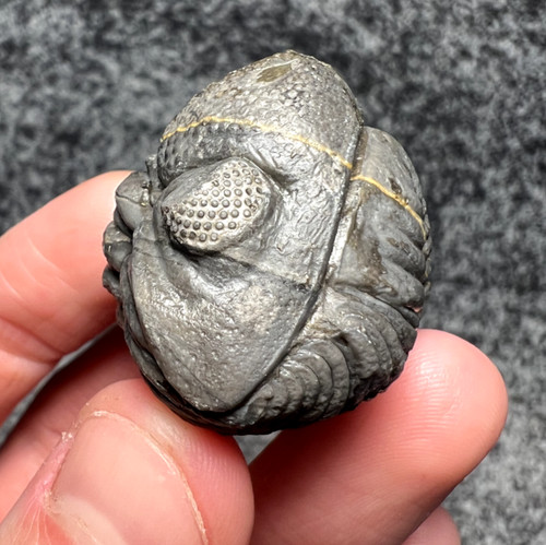 Beautiful moroccan trilobite - moroccan,