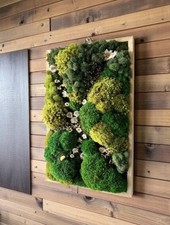 Arte Eco En Musgo Conservado