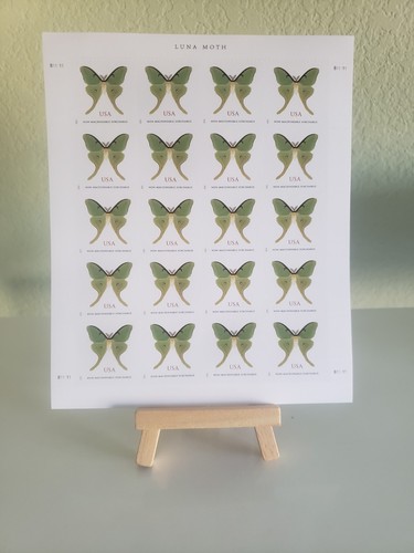 Luna moth natura - luna,