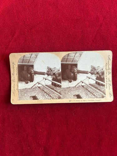 Schiavitu america rare - schiavitu',