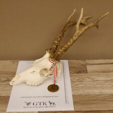 Corna di Cervo Medaglia