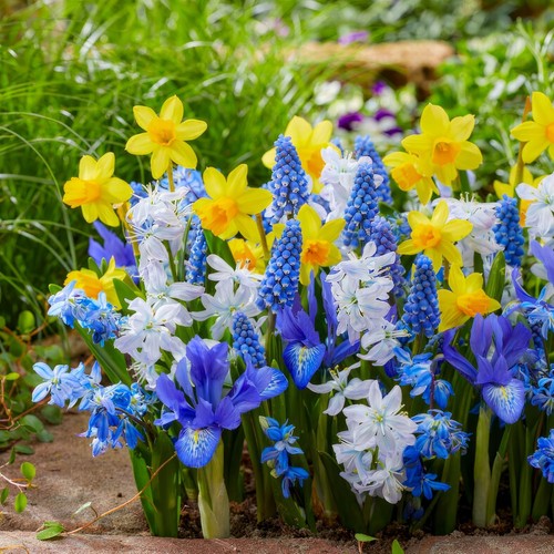 Bulbi fiori misti - bulbi,