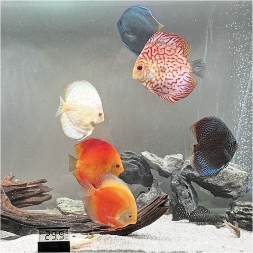 Acquario ciano 200l - acquario,