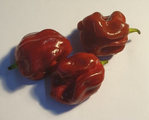 Semi peperoncino - semi, di