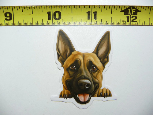 Peeking belga malinois piccolo - malinois,
