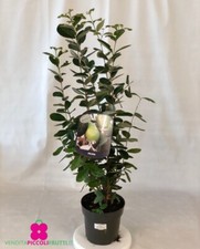 Pianta di FEIJOA SELLOWIANA -