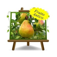 Peri William Pianta da frutto