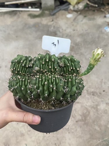 Gymnocalycium anisitsii