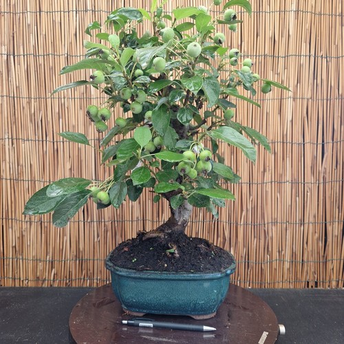 Bonsai melo 50cm visita - di,