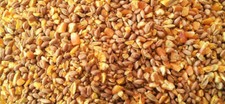 mangime galline pulcini
