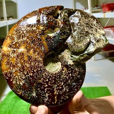 2,27 libbre raro! Tentacolo naturale ammonite fossile esemplare guscio guarigione Madagascar