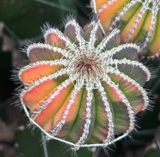 Uebelmannia pectinifera random - pectinifera,