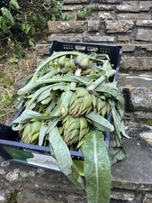 20 CARCIOFI Di Albenga
