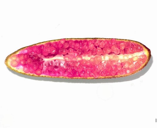 Citrus australasica salmon - citrus, cv