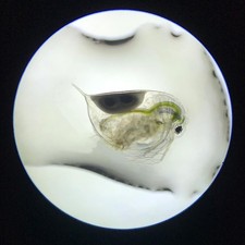 Uova Daphnia Magna - per
