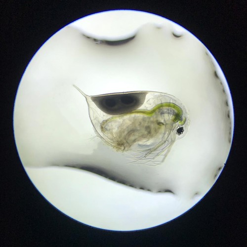 Uova daphnia magna per - uova,