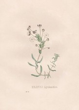 Hibiscus Palustris Eibisch