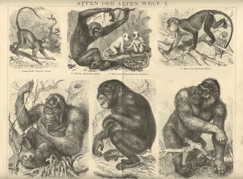 Scimmie 1895 orango gorilla - orango,