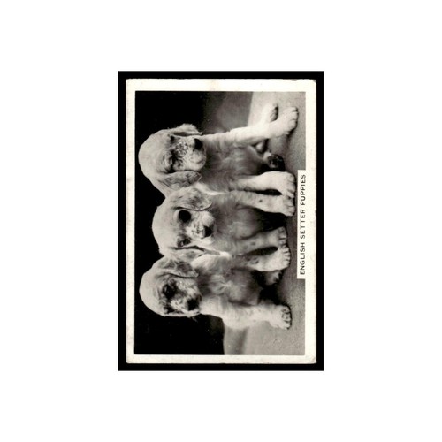 Setter inglese cuccioli 1939