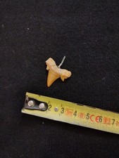 Mini Dente Di Squalo Fossile -