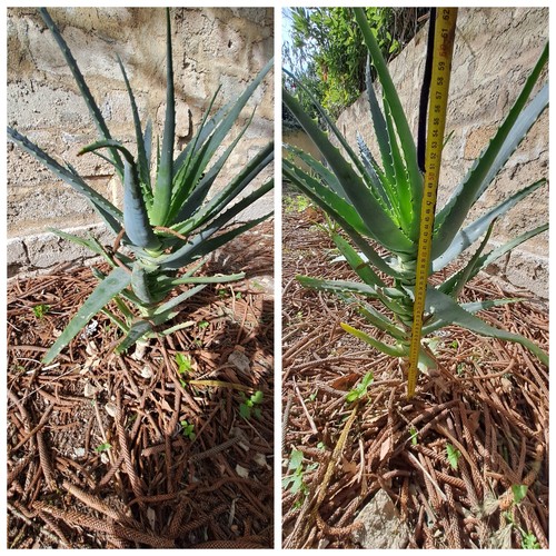 Due piante aloe - , 2