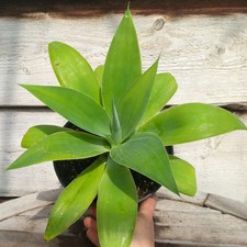 Agave attenuata altezza - agave,