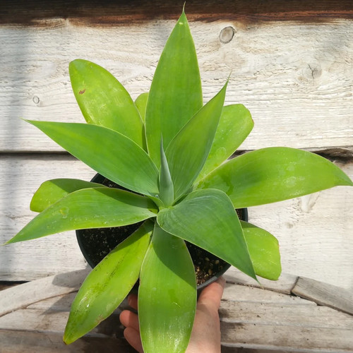 Agave attenuata total height - attenuata,,