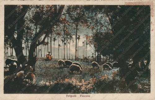 Libia 1927 tripoli - libia, pascolo