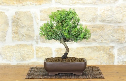 Bonsai ginepro rigida - bonsai,