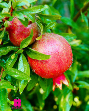 Pianta di MELOGRANO 'ACCO 128'