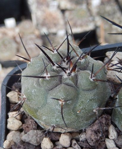 Copiapoa cinerea 2028 - copiapoa, jn-2028