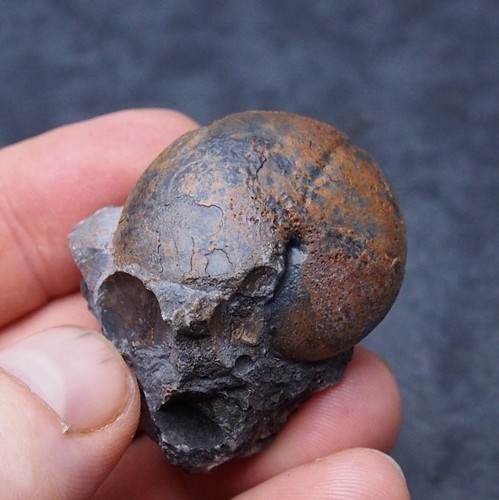 Discoclymenia ematite - discoclymenia,