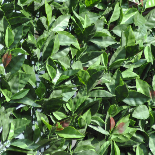 Divy plus photinia siepe - plus, photinia,