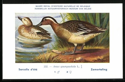 Cartolina artista hubert - cartolina, d'artista